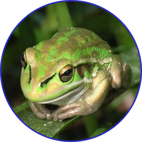 Green and Golden Bell Frog