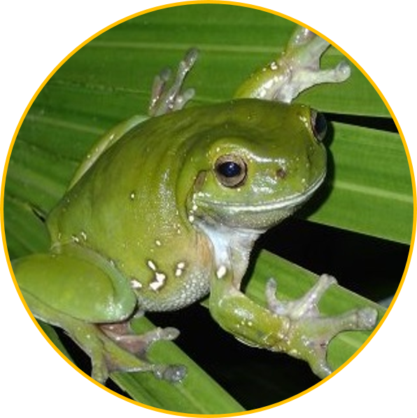 Green Tree Frog