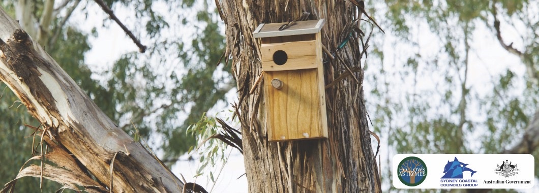 hollows as homes