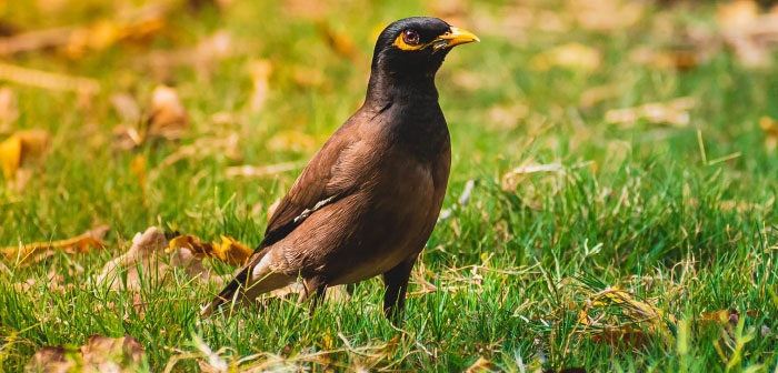 Myna Bird Action Program