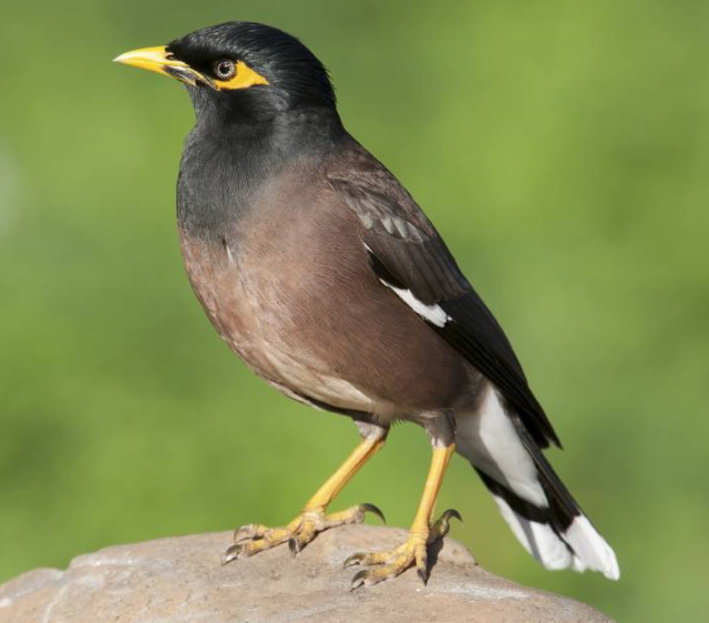 Indian Myna Bird