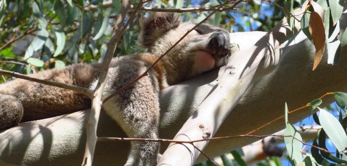 koala