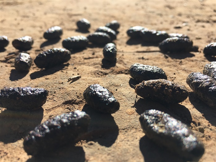 Koala scat, Noorumba Reserve