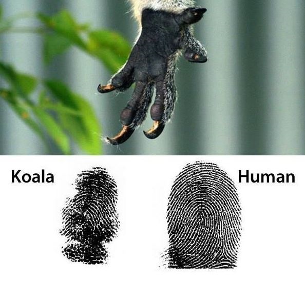 Image of koala fingerprints and claw 
