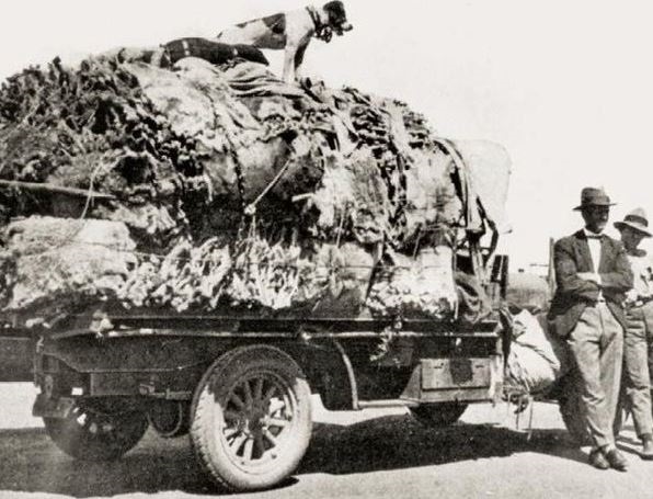 Koala furs packed on the back of a truck