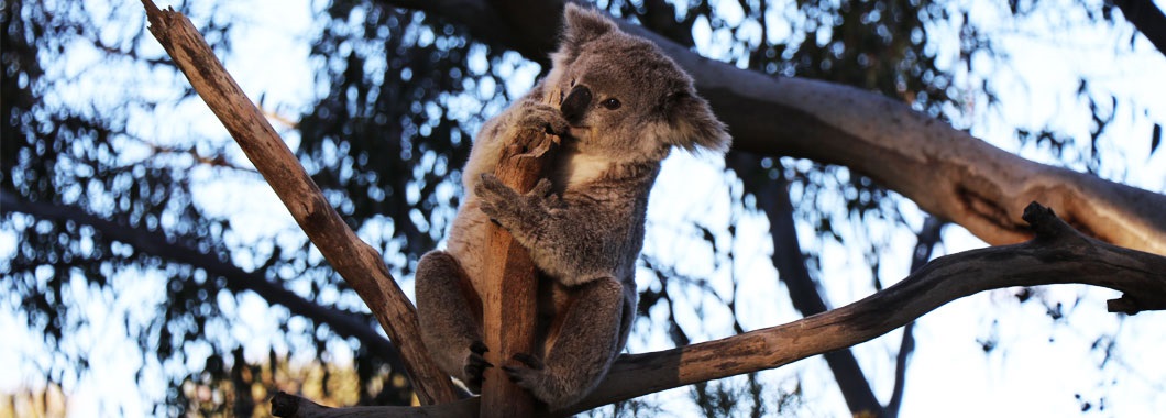 Koala in tree