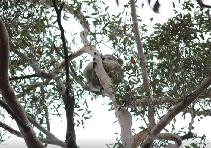 Photo of Koala in branch