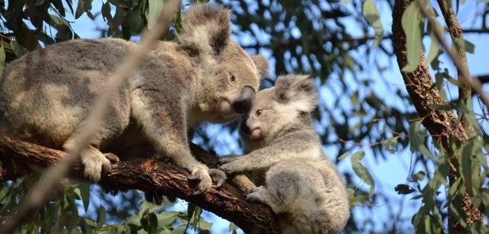 St Helens Park Koala mum and bub – Image by Richard Lonza