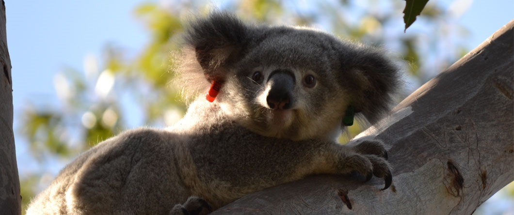 Koala resting on a branch looking directly at the camera