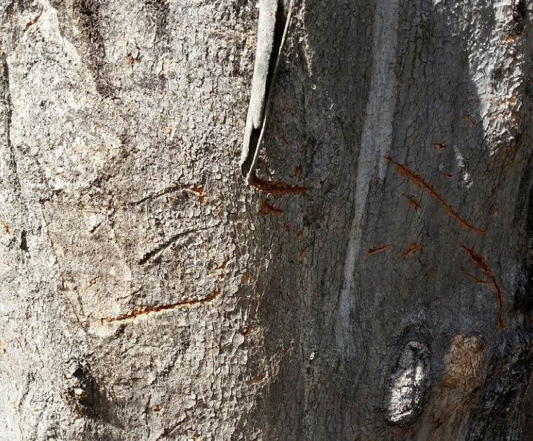 Photo of koala scratch marks on tree bark