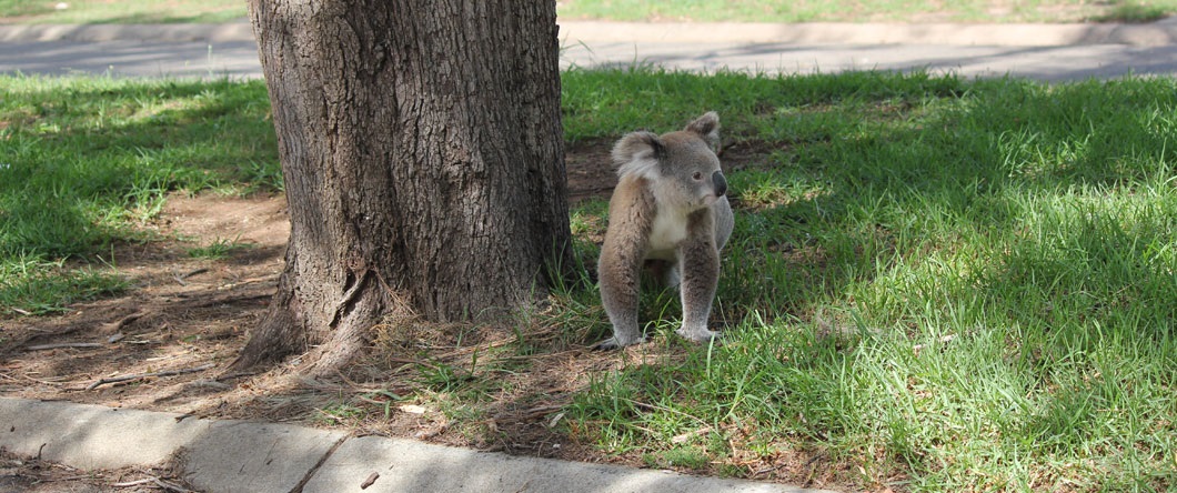 Koala walking on the ground next to a tree in Campbelltown