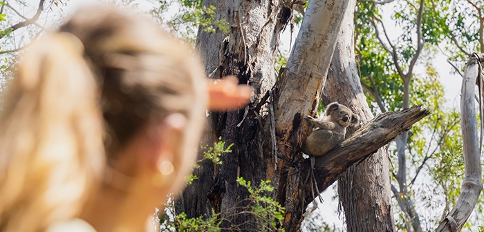 A woman, out of focus, looking at a koala in a tree