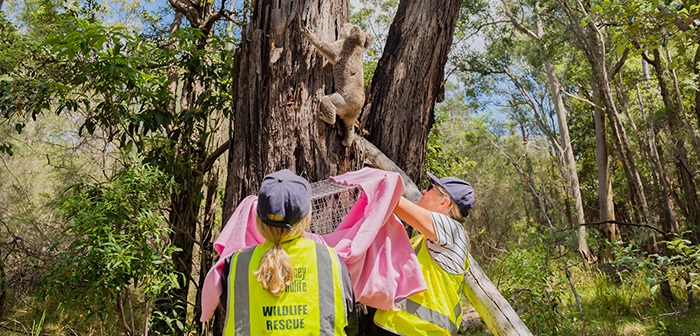 Two wildlife rescue members assisting a koala in a tree