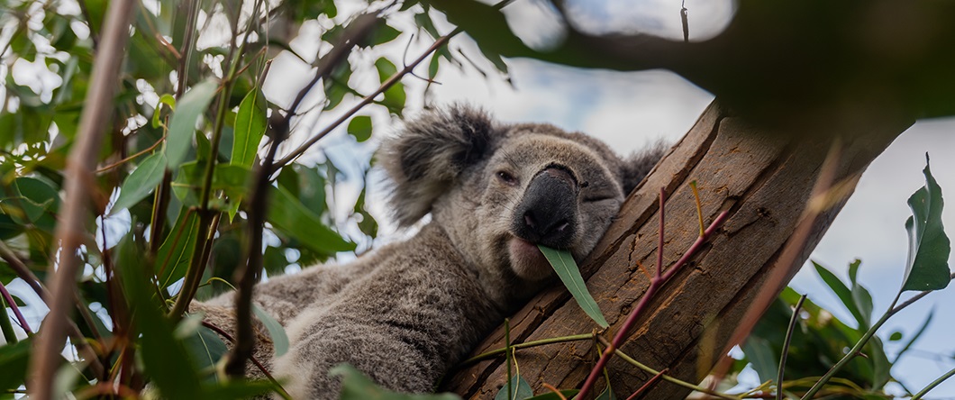 A Campbelltown koala resting on a tree