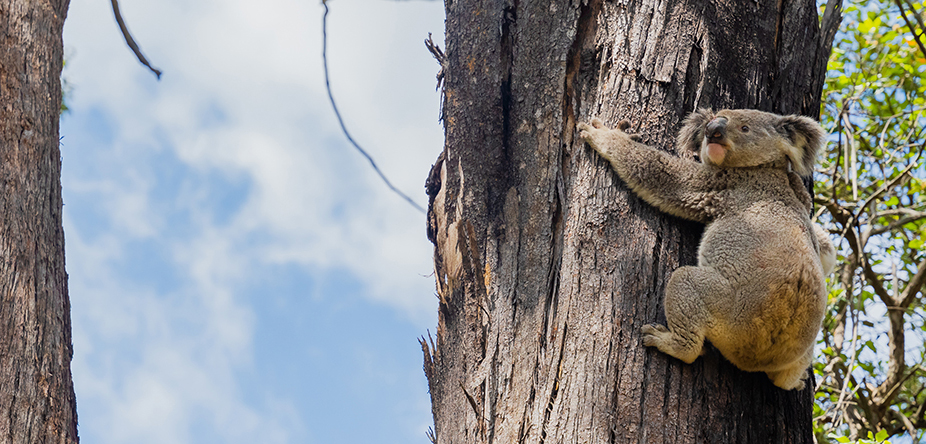A koala hanging onto a tree in the Campbelltown community