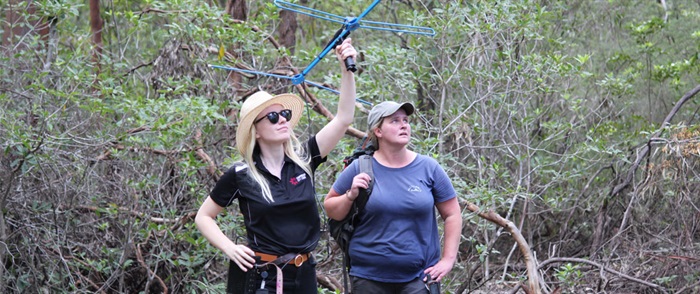 Science for Wildlife radio tracking rehabilitated koalas