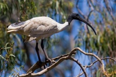 Migrated Australian white ibis in tree