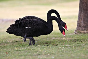 Pair of black swans