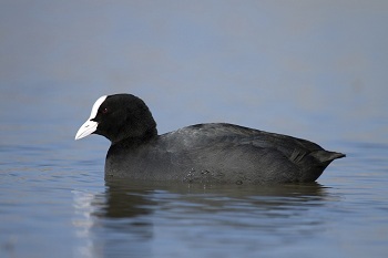 Eurasian Coot