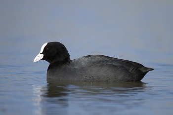 Eurasian Coot