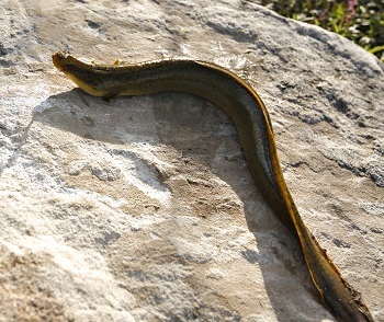 Longfinned Eel