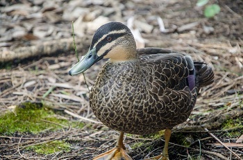 Pacific Black Duck