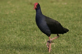 Purple Swamphen