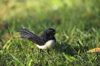 Willie Wagtail