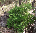 Ming Asparagus Fern