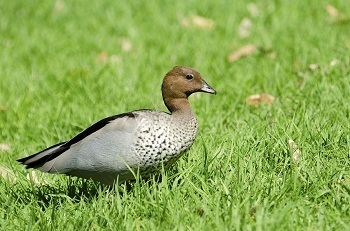 Australian Wood Duck