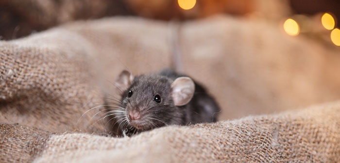 Mouse sitting on top of a feed pouch
