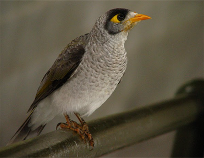 Noisy Myna Bird