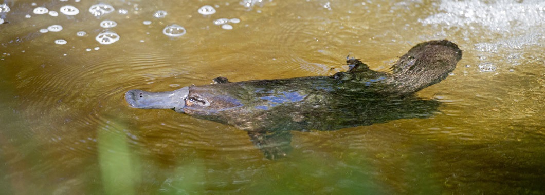 Platypus