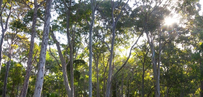 Trees with sunlight coming through the branches