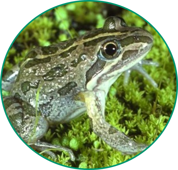 Spotted Marsh Frog