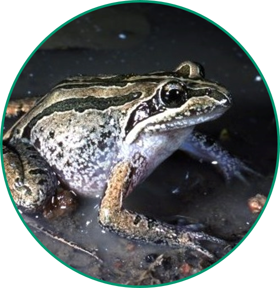 Striped Marsh Frog