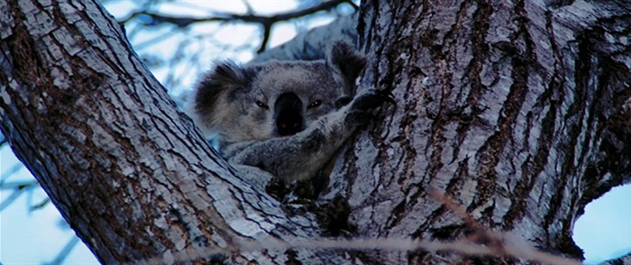 Wet koala sitting in a tree at the Woolwash