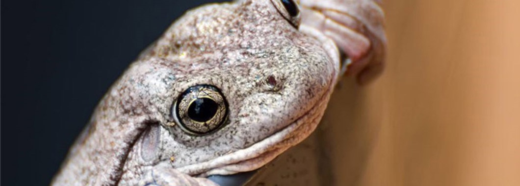 Perons Tree Frog