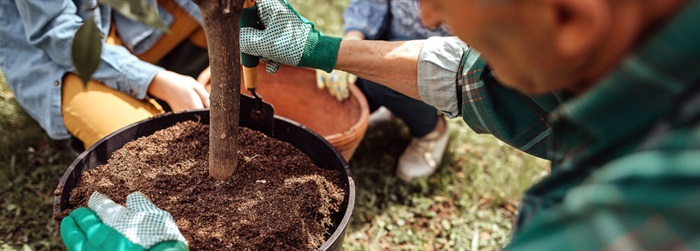 Tree planting 