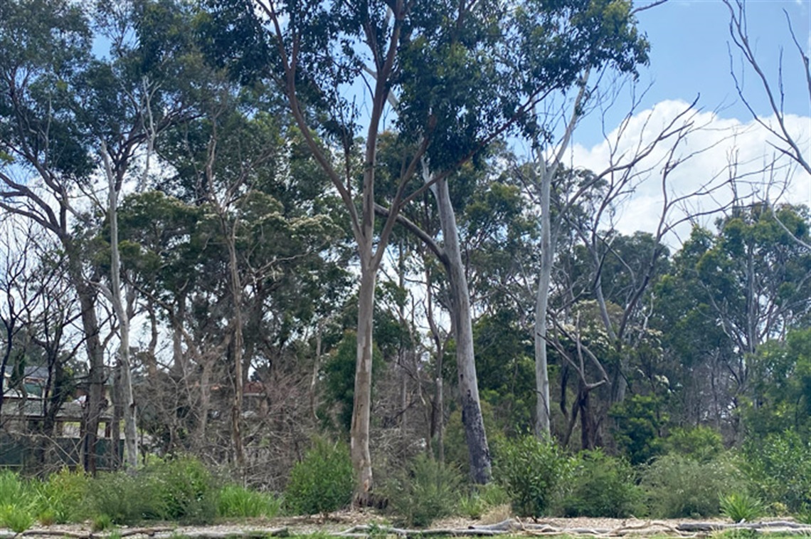 Loftus Reserve - Macquarie Fields