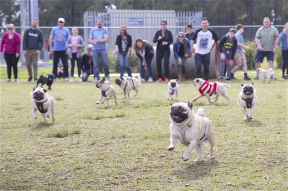 Mary Brookes Dog Leash Free - St Helens Park