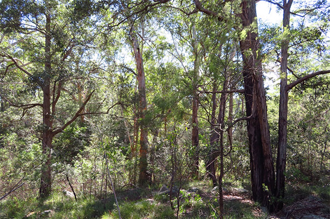 Smiths Creek Reserve - Leumeah