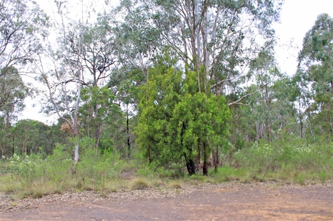 Noorumba is full of endangered native woodlands