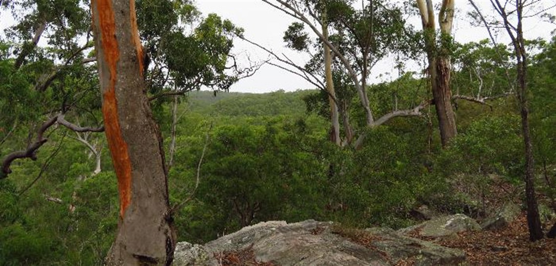 Scattergood Reserve - St Helens Park