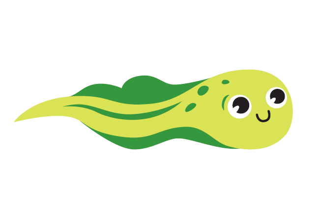 Tadpole_1.png
