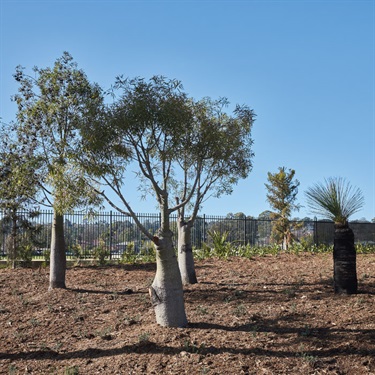 Brachychiton Rupestris Bottle Trees and Xanthorrhoea Grass Trees