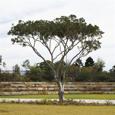 Ficus Rubiginosa Port Jackson Fig