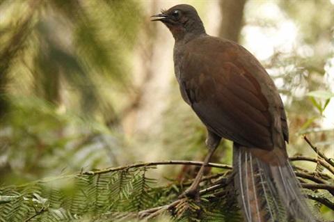 The lyrebird is a totem animal of the Dharawal people