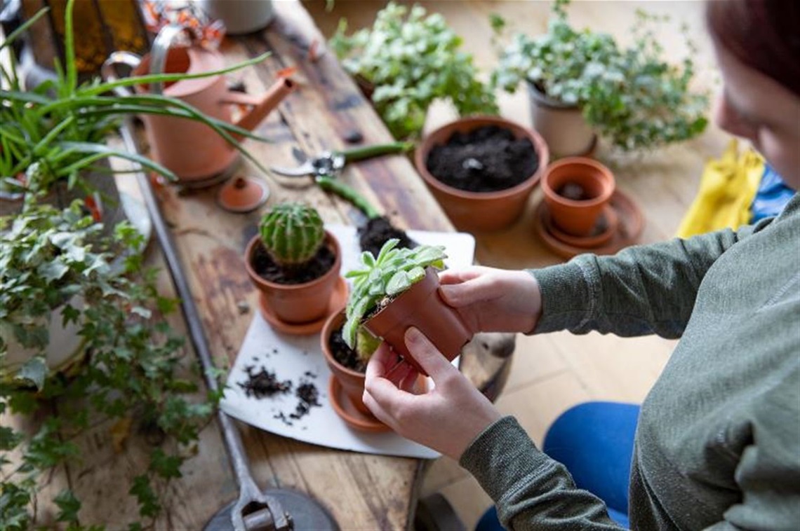 Lady planting a succulent in a small pot.