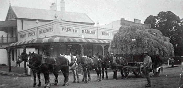 Horsedrawn wagon from Northampton Dale owned by Edward Norman Percival outside Marlow Bros store carrying hay from Spring Valley Farm CAHS